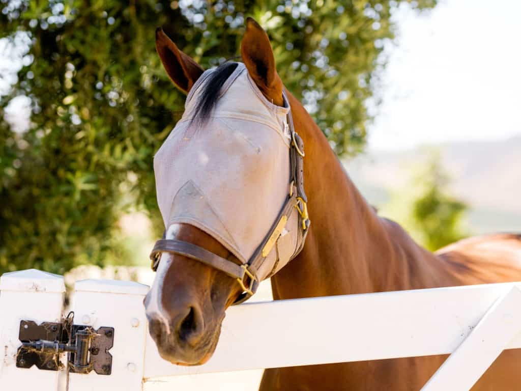 A horse wearing a fly mask looking over a fence.
