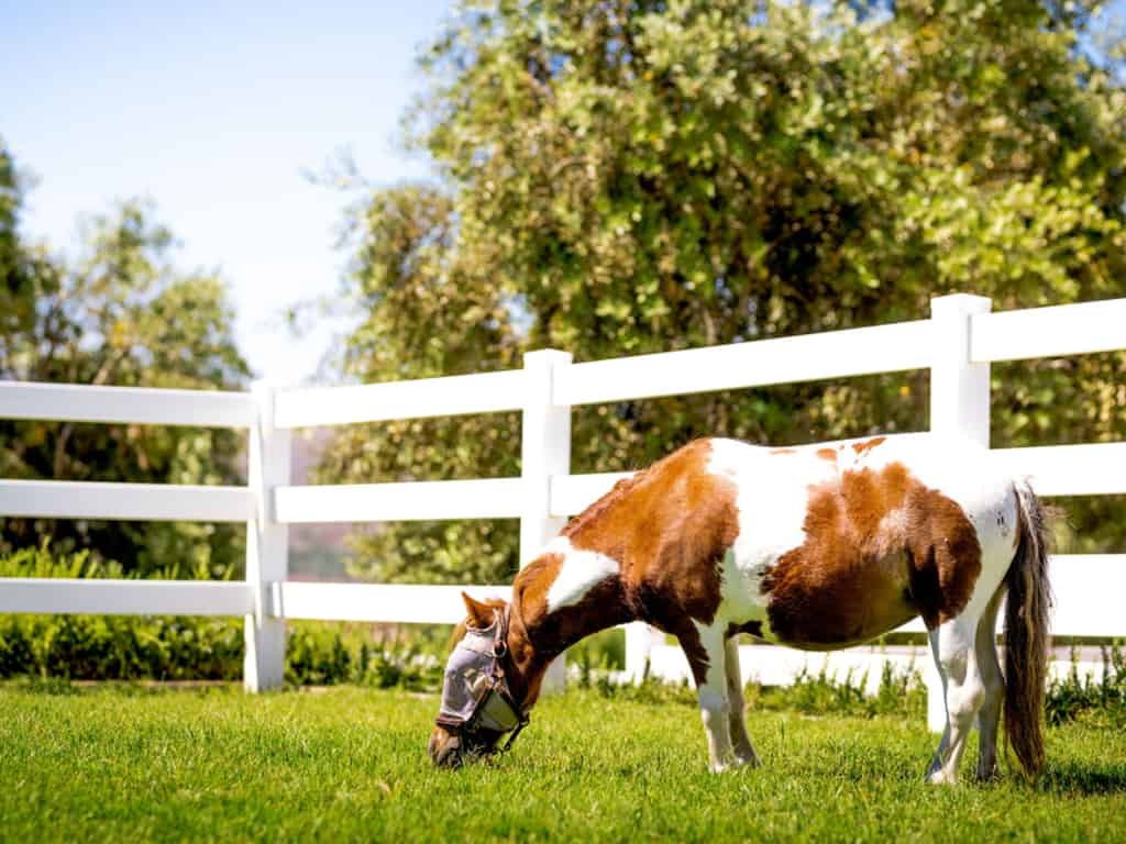 A horse is grazing in a field with a white fence.