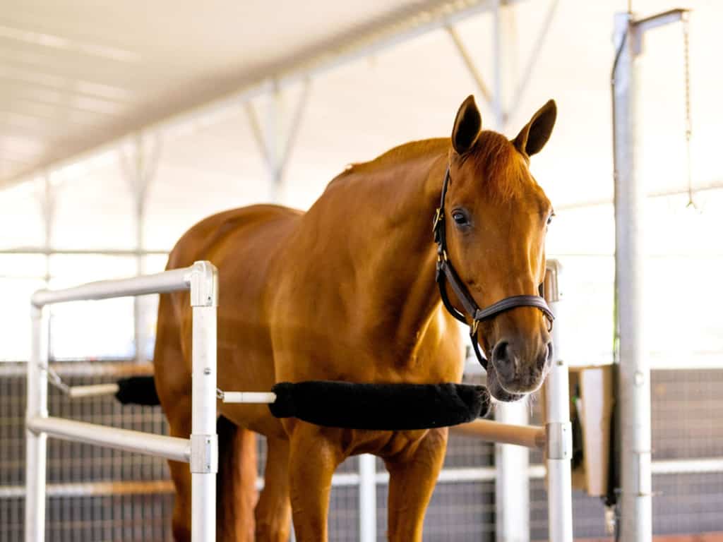 A brown horse standing in a stall.