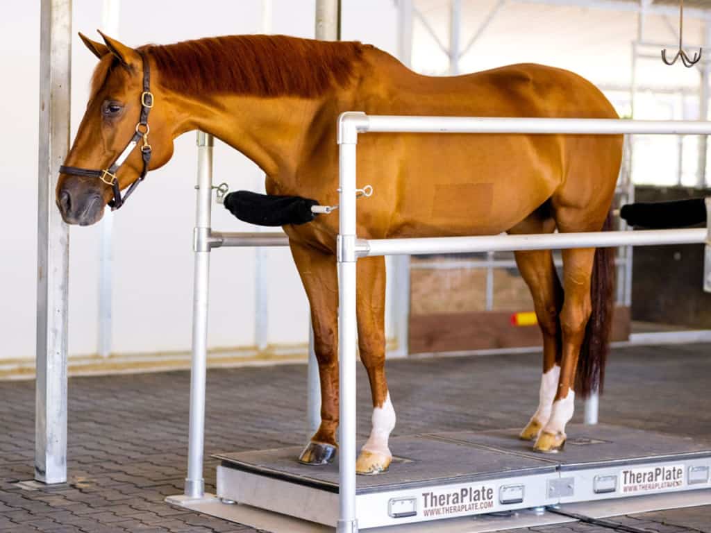A horse standing on a scale in a stable.