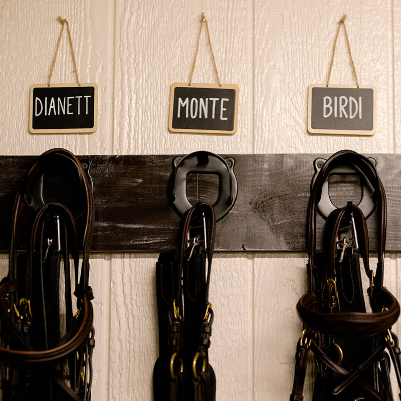 A group of horse bridles hanging on a wall.