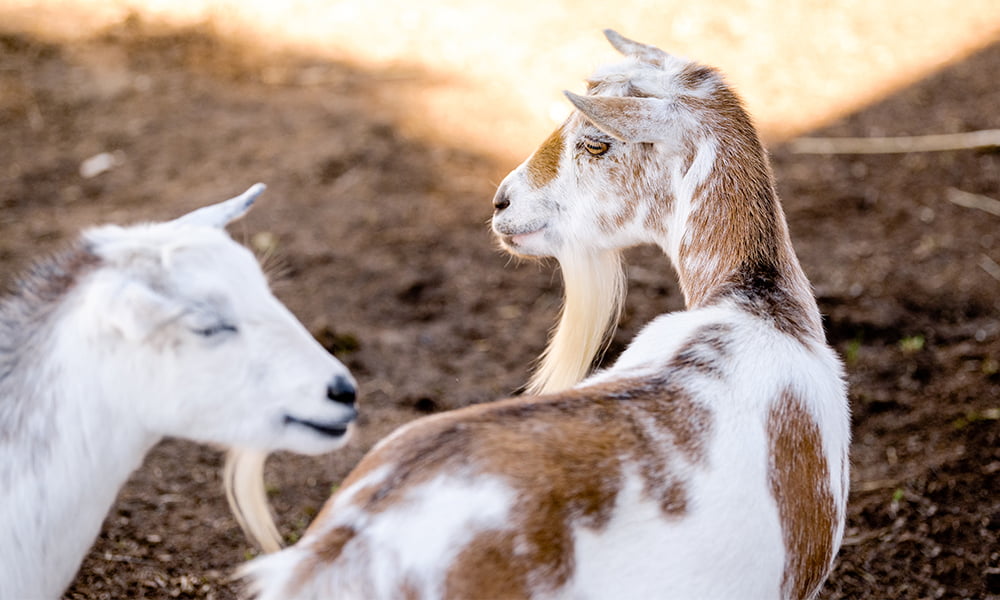 Two goats standing next to each other.